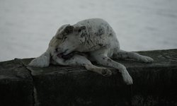 Featured image of post Animals