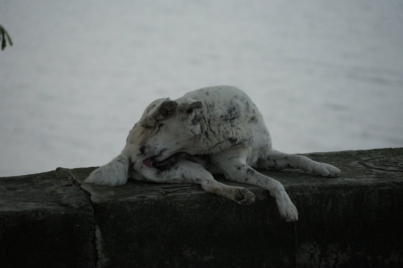 Featured image of post Animals