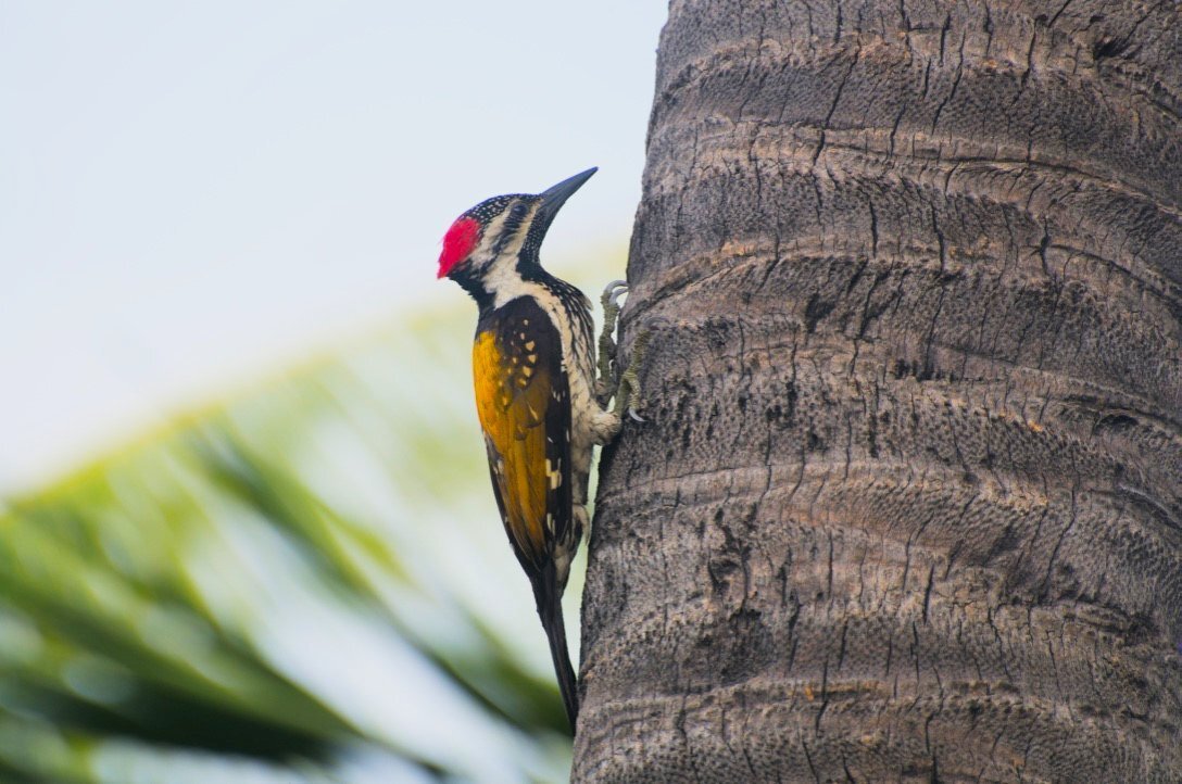 Woodpecker