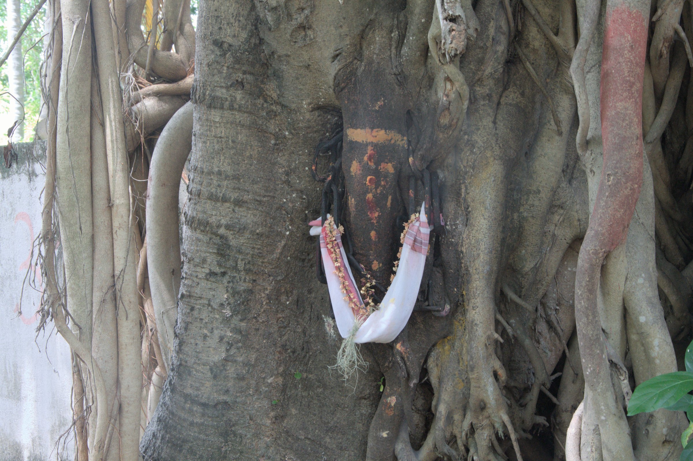 Ganesh Tree
